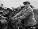 Travers and Clarence populate the chicken run