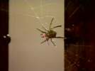 Spider (as voiced by Mary Riggans)